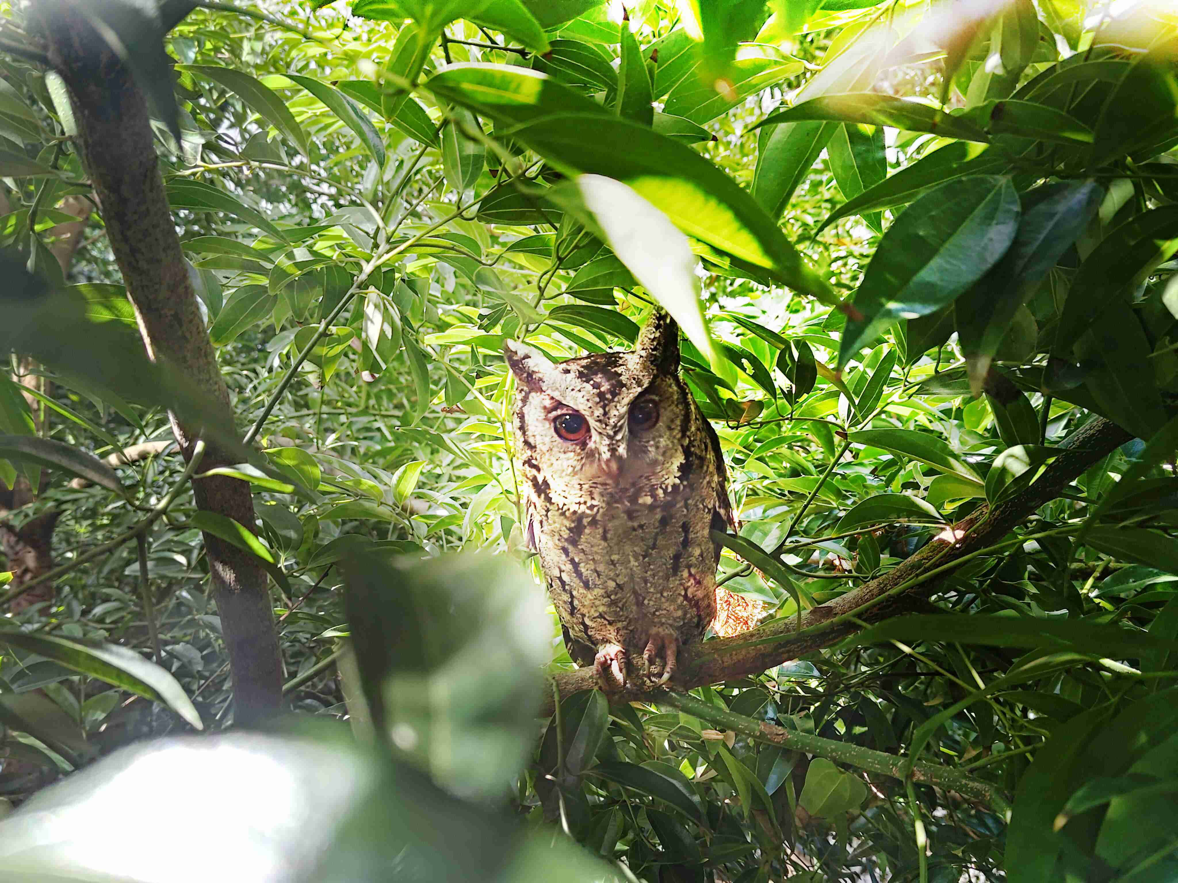 尊龙z6致力提倡净零绿生活，，16年以来在全球各厂区植树逾百万棵，，，，造就各厂区树木蔚然成林，，犹如森林工厂，，，成为许多生物的栖息地